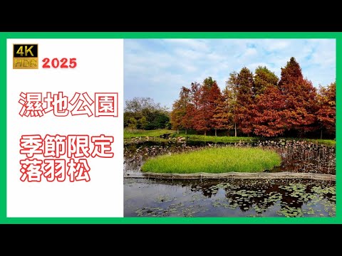 【季節限定 濕地公園落羽松】香港濕地公園 ｜2025年濕地公園落羽松  ｜1月5日實況 ｜Hong Kong Wetland Park ｜4KHDR