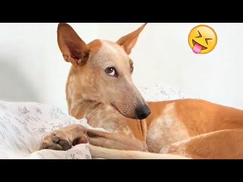 The Best FUNNY ANIMALS VIDEOS of All Time 🤣 Ultra Funny CATS and DOGS videos 2024 #part91
