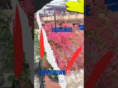 Homegrown flowers🏚️🥀