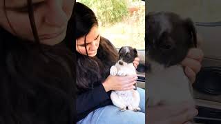 Puppy love and care #puppy #puppies #dog #dogs #dogmom #doglover #doglovers #shorts