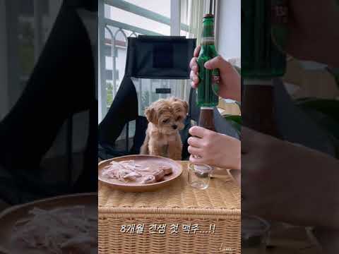 8개월 말티푸 견생 첫 멍맥주 & 안주 먹방