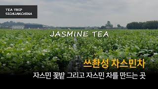 [TEA TRIP] 쓰촨성 자스민 꽃밭, 그리고 자스민차를 만드는 곳을 다녀왔어요