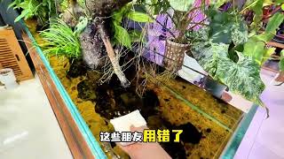 鱼缸的“美妆” #鱼缸里的大自然 #养鱼日记 #观赏鱼 #原生鱼 #水族爱好者