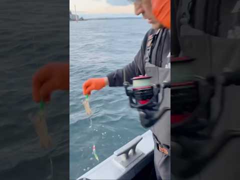 Squid jigging! 🦑🦑