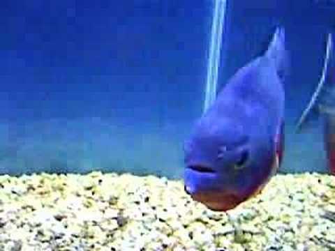 Piranha 食人倉