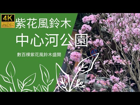 【紫花風鈴木】季節限定｜深圳灣｜紫花風鈴木盛開｜后海中心河公園｜數百棵紫花風鈴木爭妍鬥麗｜深圳好去處｜深圳遊｜打卡熱點｜四圍拍