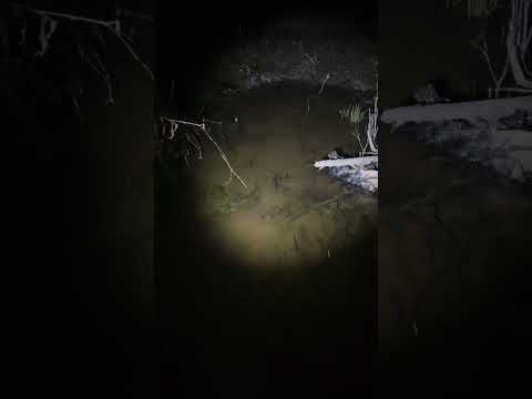Check up on the fish in the puddle!