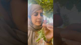 Grow your own veggies and enjoy the organic taste #kashmir  #love  #kashmiri  #vegetables
