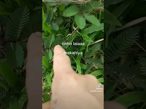 follow me also may tiktok account.. @faith_mylove/tiktok.com
