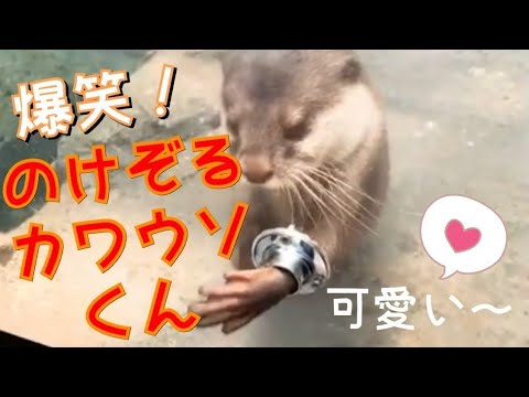 爆笑【のけぞるカワウソ】手を伸ばしてエサを取る様子が、とにかく可愛い♪