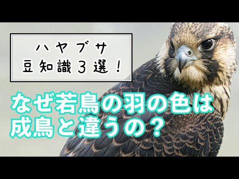 ハヤブサの豆知識【3つ】お伝えします！