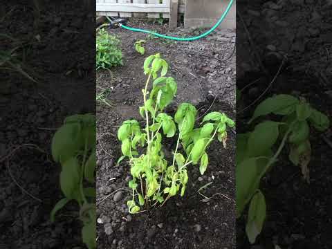 You Can Plant Grocery Store Basil