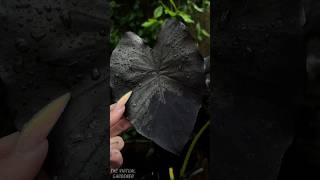 5 plants with dark, moody vibes 🖤 (goth garden goals)