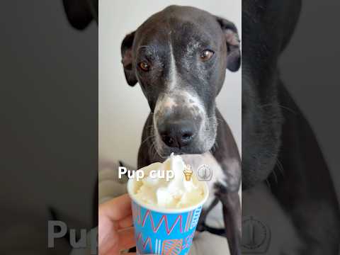 Pup cup ⏲️ #tasty #treat #happydog
