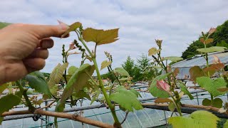 포도나무 키우기는 포도나무 순치기부터. 포도나무 새순집기와 육손치기. How to prune grape vine