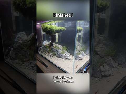 Bonsai tree aquarium design. One of my favourite builds I've done recently. #aquascape #aquarium