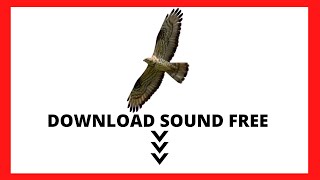 NO COPYRIGHT EUROPEAN HONEY BUZZARD (Pernis apivorus) DOWNLOAD SOUND FREE 🔻