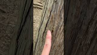 甘い蜜の罠誰もが手を出す#登山#登山にハマる #登山動画 #登山好きな人と繋がりたい #登山道 #山登り #tokyo #tokyosurvivor #都会の喧騒抜け出支部#本仁田山#djbarber
