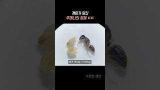 당신이 개미에서 보지 못한 것들 ㄷㄷ