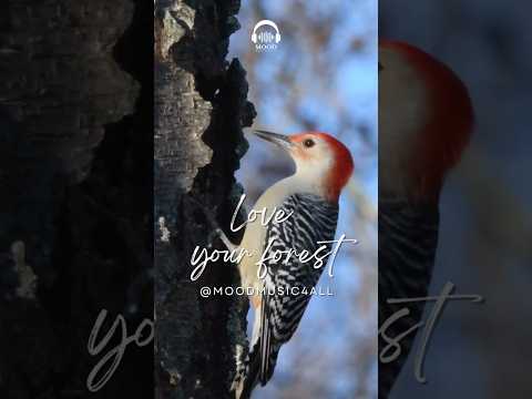 Love Your Forest - Relaxing Birdsong & Bassoon Music in Nature 🌿🎶