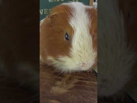 モルモット | Guinea pig | 天竺鼠