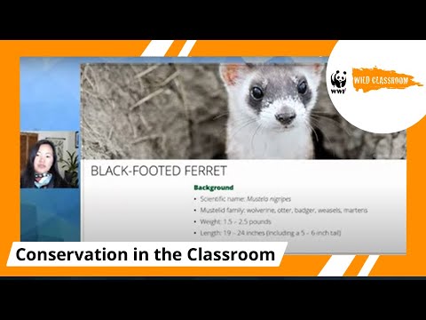 The Masked Bandits of the Prairie: Spotlighting Black-Footed Ferrets for Endangered Species Day