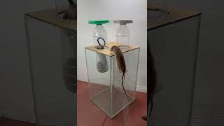 #rat #mousetrap #mouse #funny #pets #rattrap #fish #petrodent #fishing #petsmallanimal