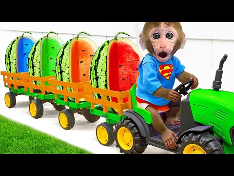Macaquinho Bon Bon colhe melancias de muitas cores e descansa na fazenda | Bon Bon Português