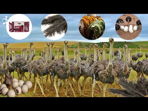 Ostrich Farming SECRETS - Eggs, Meat, Feathers, Skin and a Multi-million Dollar Industry