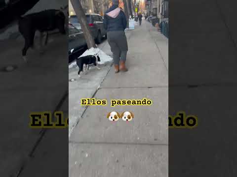 #ellos 🐶🐶paseando huelen la nieve ❄️ ese es el árbol 🌳 favorito de ellos 🐶🐶🥰