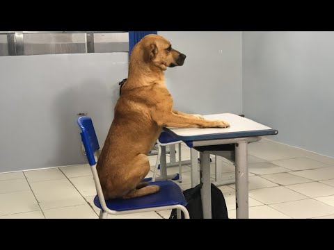 Funniest ANIMALS will 101%  make you laugh 😍 New Funny Cat and Dog Videos 2025 😹