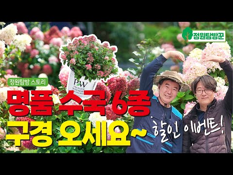 엄선한 신품종 목수국 6종을 소개합니다.(택배주문가능)