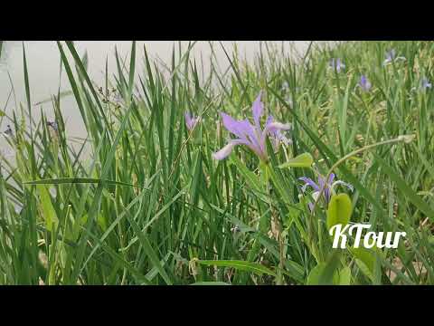 শরীর ও মনকে সতেজ রাখতে হাঁটুন এই ঘাসে খালি পায়ে 🌱"Amazing Benefits of Walking  on Grass 🌿" part2