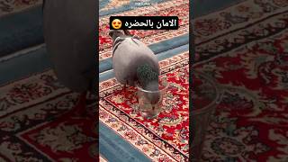 حتى الطيور تحس بالأمان زوار الحسين كربلاء المقدسة #اكسبلور