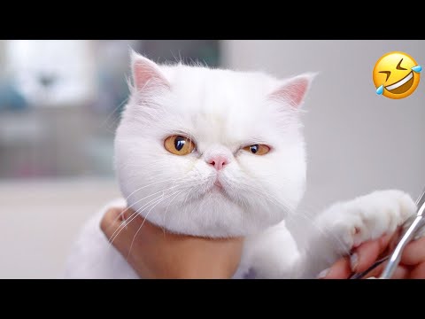FUNNY MOMENTS OF CUTE CATS😽🤣🤣|FUNNY ANIMAL MOMENTS #cat #funny #comedy #funnycat #cats part27