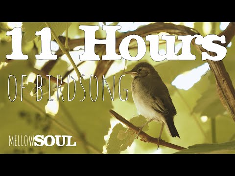 🕊 11 Hour Birdsong - Relaxing Nature Sounds For Sleep 😴
