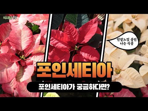 [식사남TV] 연말 느낌 물씬 나는 식물! 포인세티아(Euphorbiapulcherrima),포인세티아 키우기