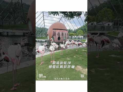 開箱亞洲最大的鳥類主題動物園#南投 #動物園#鳥類主題樂園#動物 #南投景點#親子景點#打卡景點#景點推薦#吃喝玩樂#jojozoopark#taiwanzoo