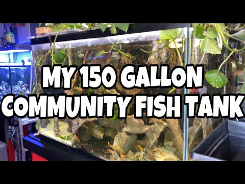 MY 150 GALLON COMMUNITY FISH TANK