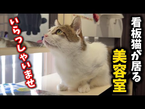 過酷な環境下で生き抜いた元野良猫が勤める美容室の仕事に密着