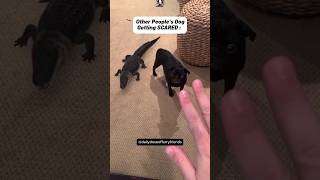 Other People's Dogs Vs My Dog 😂 (pt.26) #shorts #dog