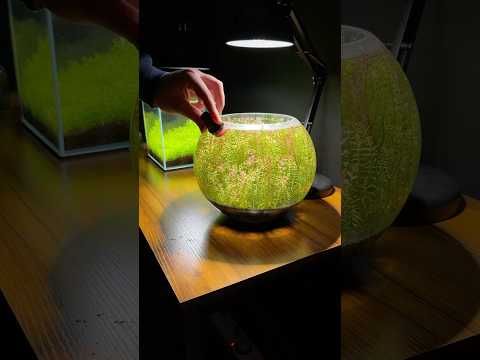 Cleaning a planted bowl aquarium with shrimp