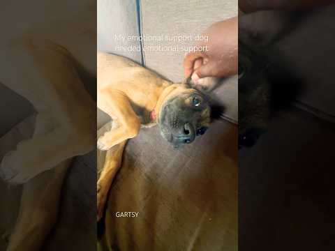 Emotional support dog stressed out. #funny #Dog #Cute #comedyshorts