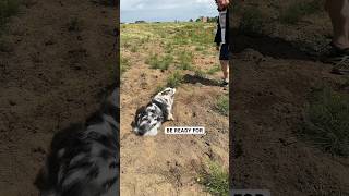 What to expect when you get an australian shepherd 😮