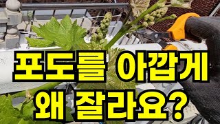 취미로 포도 키우기 2년차 [1.순치기]