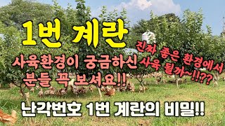 비싼 1번 계란 진짜 사육환경이 좋을 까요? #1번계란 #1번달걀 #자연방사유정란 #1번꼐란사육환경 #좋은달걀