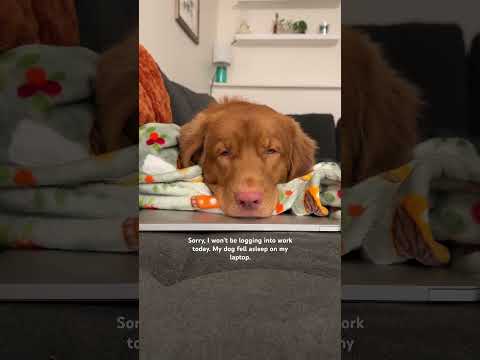 Sorry boss 🤷🏻‍♀️ #doghumor #toller #doglife #workfromhome #puppy #dogmom