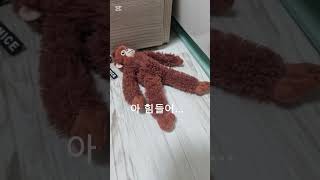 막타충 봄바르디로크로코딜로