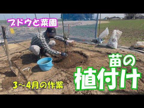 ブドウと菜園　3～4月の作業　苗の植付け