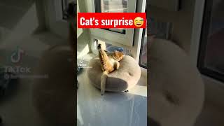 Hit's Punny Meme - unexpected cat prank 2023 😆